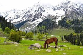 Kashmir 