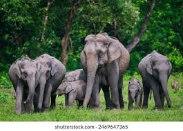 Assam